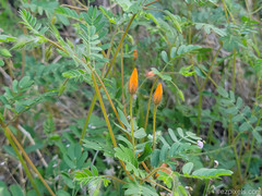 Kallstroemia grandiflora