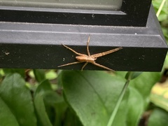 Pisaurina mira