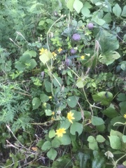 Helianthus divaricatus