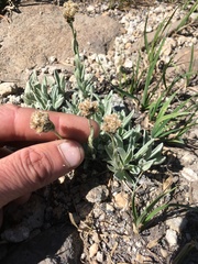 Antennaria lanata