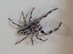 Platycryptus undatus