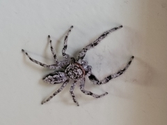 Platycryptus undatus