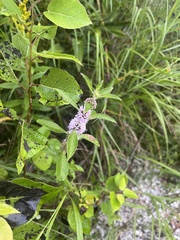 Mentha canadensis