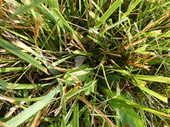 Coenonympha california