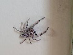 Platycryptus undatus