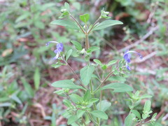 Trichostema dichotomum