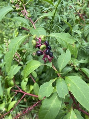 Phytolacca americana