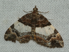 Chrysolarentia phaedra