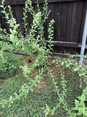 Heterotheca subaxillaris