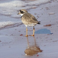 Charadrius semipalmatus