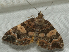 Chrysolarentia phaedra