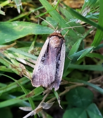 Ochropleura implecta