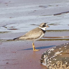 Charadrius semipalmatus