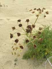 Cnidium cnidiifolium