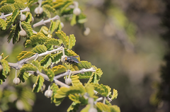 Sarconesiopsis magellanica