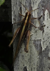 Schistocerca cancellata