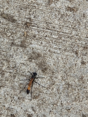 Sphecidae