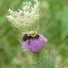 Bombus impatiens