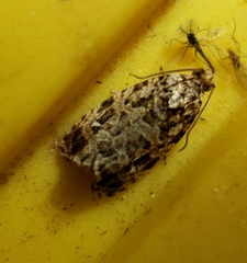 Phaecasiophora niveiguttana