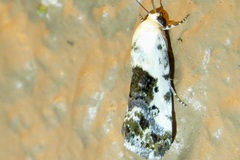 Ponometia phecolisca