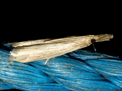 Culladia cuneiferellus