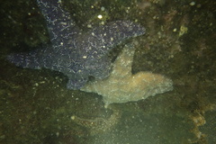 Pisaster ochraceus