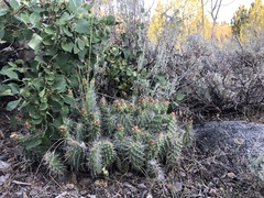 Opuntia polyacantha