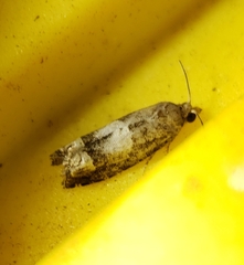 Eucosma parmatana