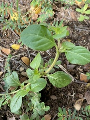 Alternanthera pungens