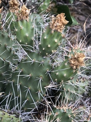 Opuntia polyacantha