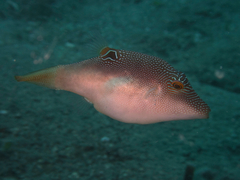 Canthigaster compressa