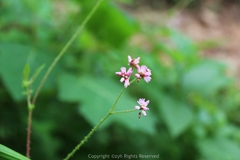 Persicaria senticosa