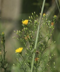 Bradburia pilosa