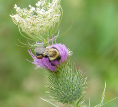 Bombus impatiens
