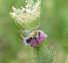 Bombus impatiens