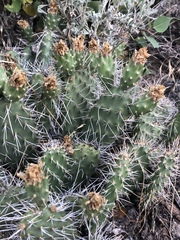Opuntia polyacantha