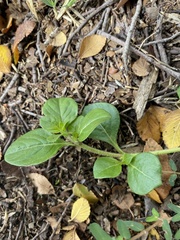 Alternanthera pungens