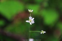 Persicaria senticosa