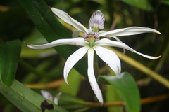 Prosthechea baculus