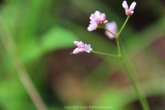 Persicaria senticosa