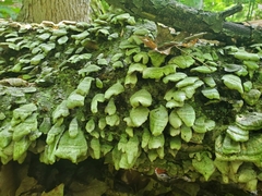 Cerrena unicolor