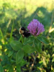 Bombus bimaculatus
