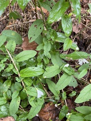 Stylisma humistrata