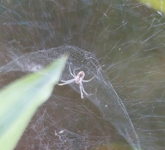 Cyrtophora cicatrosa