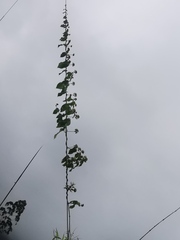 Asclepiadoideae
