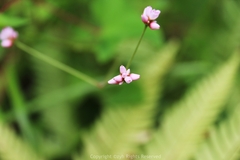 Persicaria senticosa