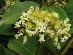 Asclepiadoideae