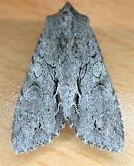 Ichneutica ustistriga