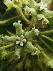 Asclepiadoideae
