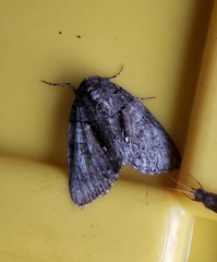 Chytonix palliatricula